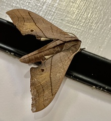 Marumba cristata
