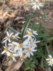 Olearia erubescens