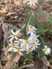 Olearia erubescens