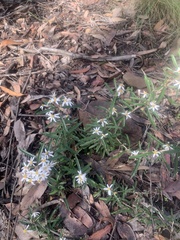 Olearia erubescens
