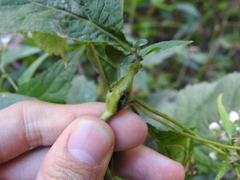 Asphondylia eupatorii