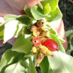Lonicera subspicata denudata