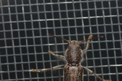 Xylotrechus sagittatus