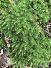 Pyrrhobryum spiniforme