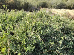 Lonicera subspicata denudata