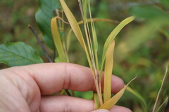 Muhlenbergia mexicana