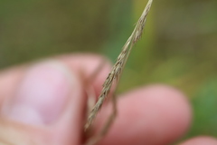 Muhlenbergia mexicana