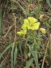 Oenothera elata