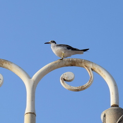Ichthyaetus leucophthalmus