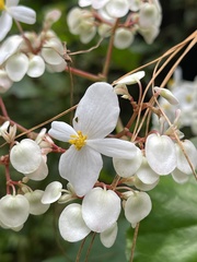 Begonia obliqua