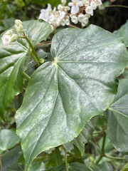 Begonia obliqua