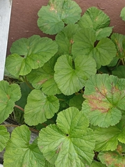 Pelargonium inodorum