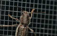 Xylotrechus sagittatus