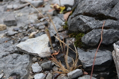 Panicum philadelphicum philadelphicum