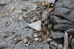 Panicum philadelphicum philadelphicum