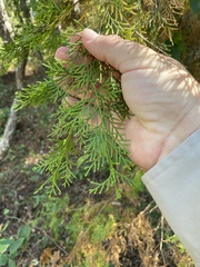 Chamaecyparis thyoides