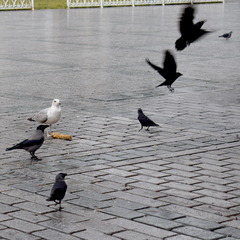 Corvus monedula