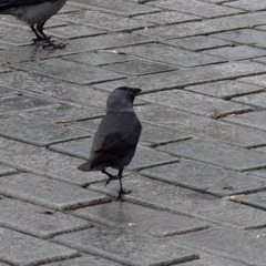 Corvus monedula