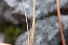 Panicum philadelphicum philadelphicum