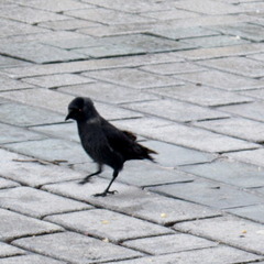 Corvus monedula