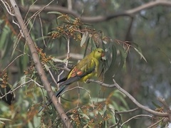 Polytelis anthopeplus