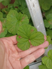 Pelargonium inodorum