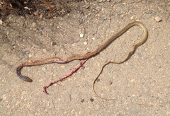 Masticophis fuliginosus