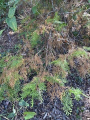 Chamaecyparis thyoides