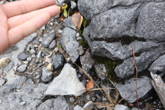 Panicum philadelphicum philadelphicum