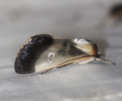 Westermannia triangularis