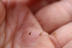 Panicum philadelphicum philadelphicum