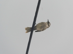 Mimus longicaudatus