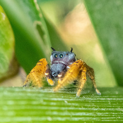 Phidippus arizonensis