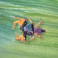 Phidippus arizonensis