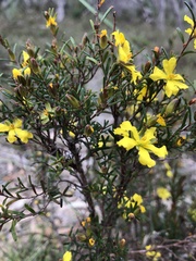 Hibbertia riparia