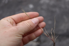 Sporobolus neglectus