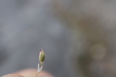 Sporobolus neglectus