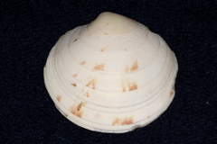 Dosinia exoleta