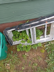 Pelargonium inodorum