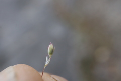 Sporobolus neglectus