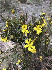 Hibbertia riparia
