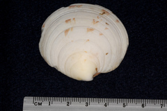 Dosinia exoleta
