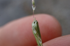 Sporobolus neglectus