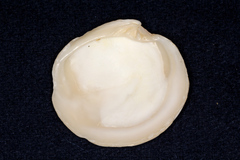 Dosinia exoleta
