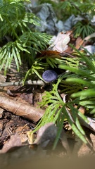 Cortinarius violaceus