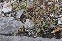 Sporobolus neglectus