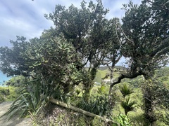 Beilschmiedia tarairi