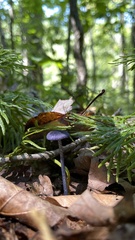 Cortinarius violaceus