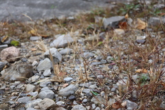 Panicum philadelphicum philadelphicum