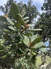 Beilschmiedia tarairi